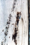 438.jpg?ver=20